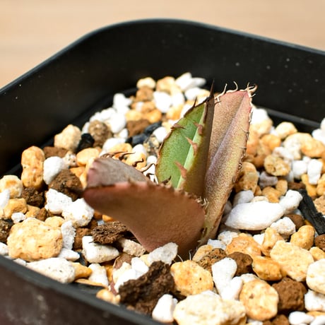 【RAFLUM育成株 5個セット】アガベ Mexico oteroi seeding / オテロイ実生 メキシコ産  【RAFLUM産/実生/子株】B3