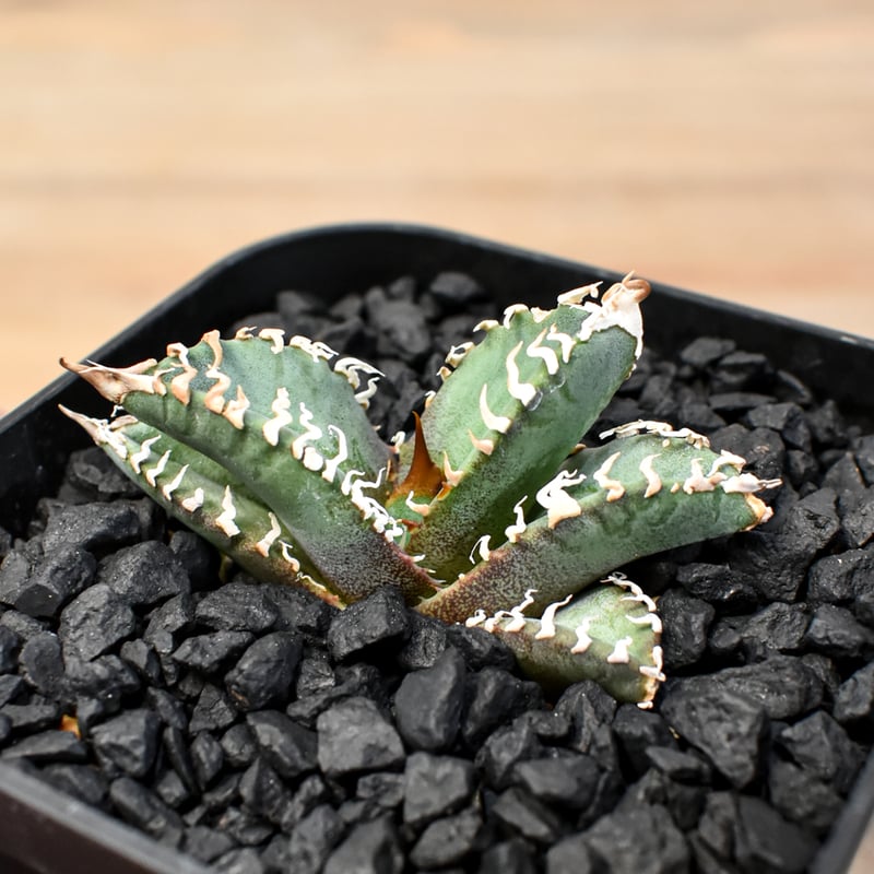 アガベ DENNIS ゴジラ 