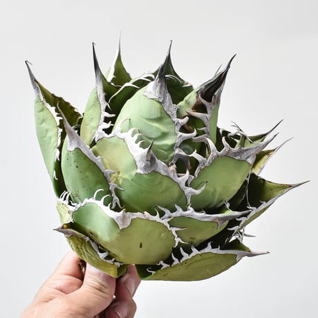 アガベチタノタ ダブルヘッド スペード 黒桃 カキ仔 多数 アガベ チタノタ スペード 