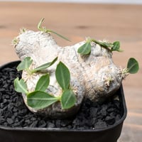 パキポディウム イノピナツム 【 現地球/発根済】HK2402390(T