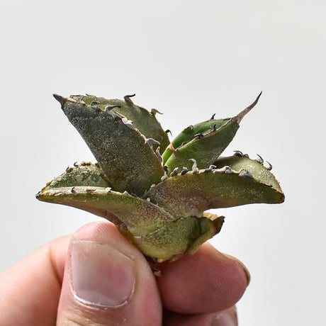 アガベ大鋼牙 | STORES