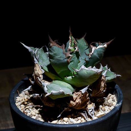 アガベチタノタno1 | STORES