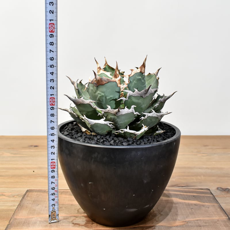 R*o様 アガベ・チタノタ・黒王・厚重濃黑棘・親株出品・本物保証 アガベ チタノタ 