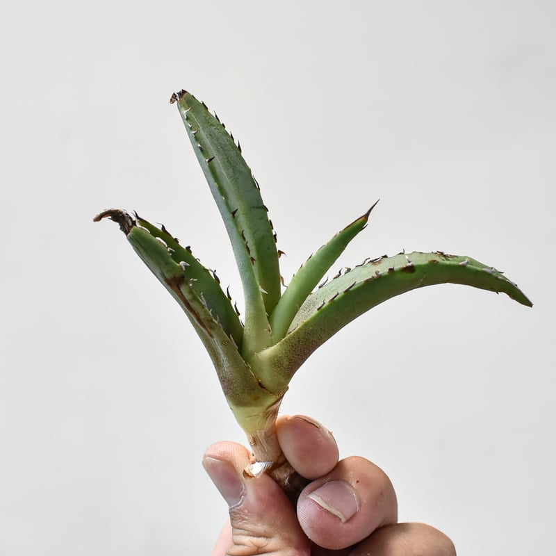 黒鯨、姫厳龍、BB2苗、シャークソード 根付き苗 台湾産正規品 引越処分品アガベ アガベ チタノタ シャークソード 