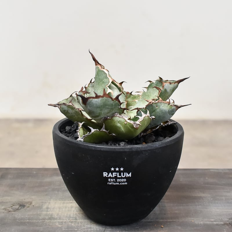 アガベ　DennisB09ダブルヘッド　チタノタ　ブルー　親株販売 アガベ DennisB09ダブルヘッド チタノタ ブルー 親株販売 アガベ