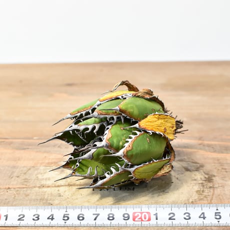 アガベ 精品ホリダ "精品狂刺霍利達"【台湾 dragon agave産/中株/抜き苗】C132