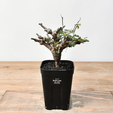 センナ　メリディオナリス　発根済み センナ メリディオナリス 発根済み