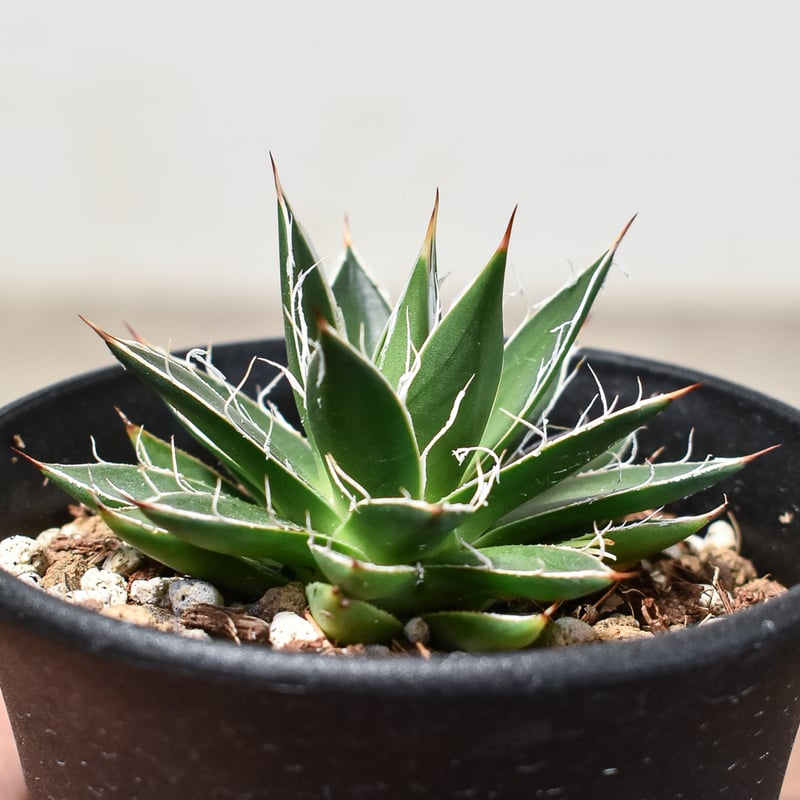 アガベ リギデシマ アガベ リギデシマ 黄覆輪斑 - 多肉植物 彩香