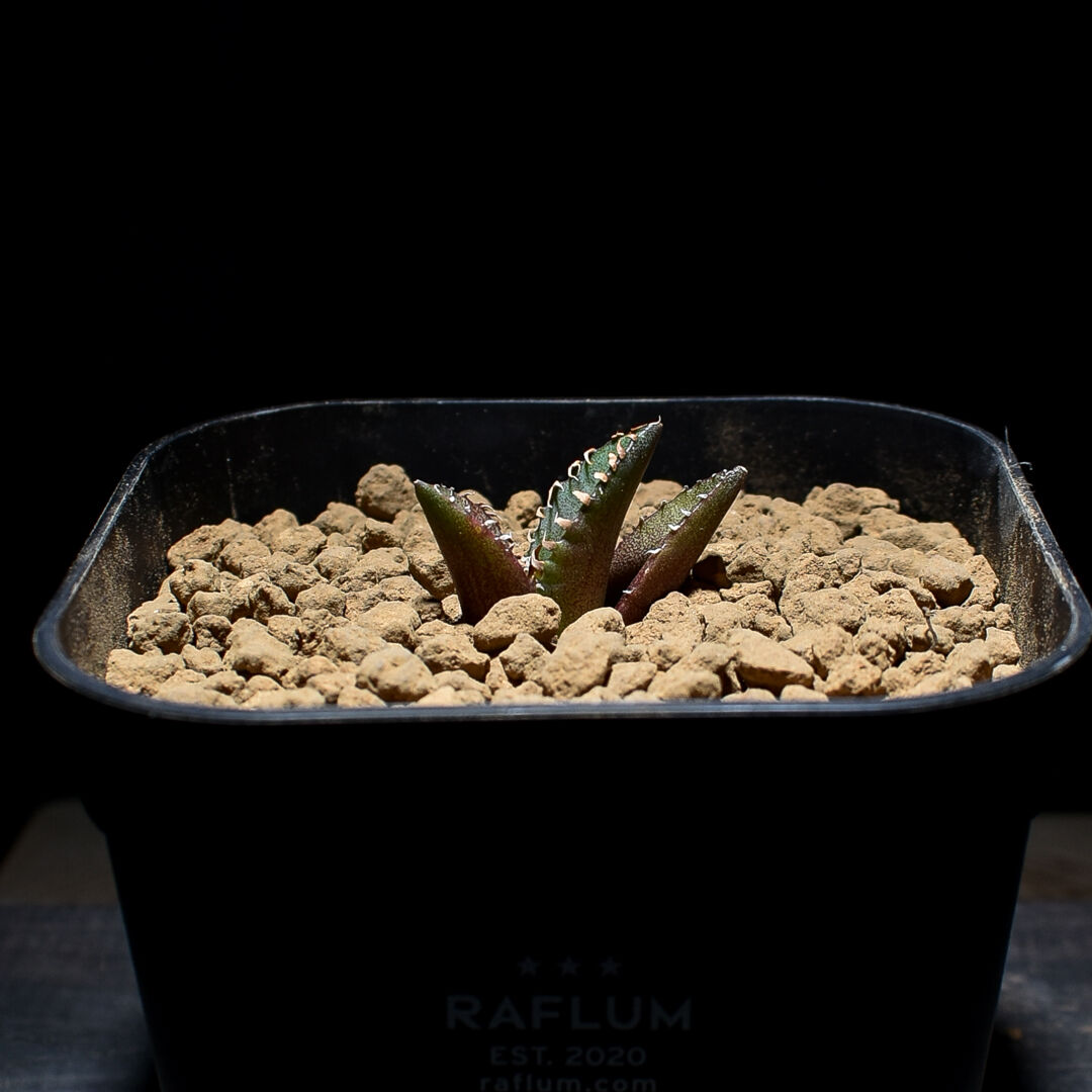 アガベ チタノタ 