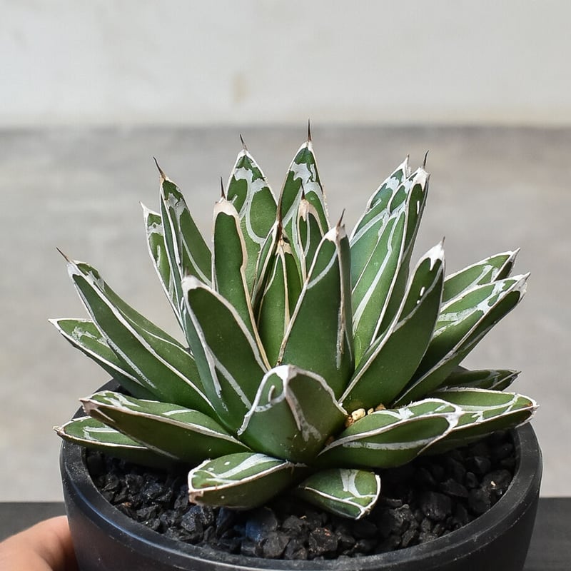 アガベ　笹の雪　発根済み　中株 lgcs2022 フラワー・ガーデニング アガベ 笹の雪 発根済み 中株