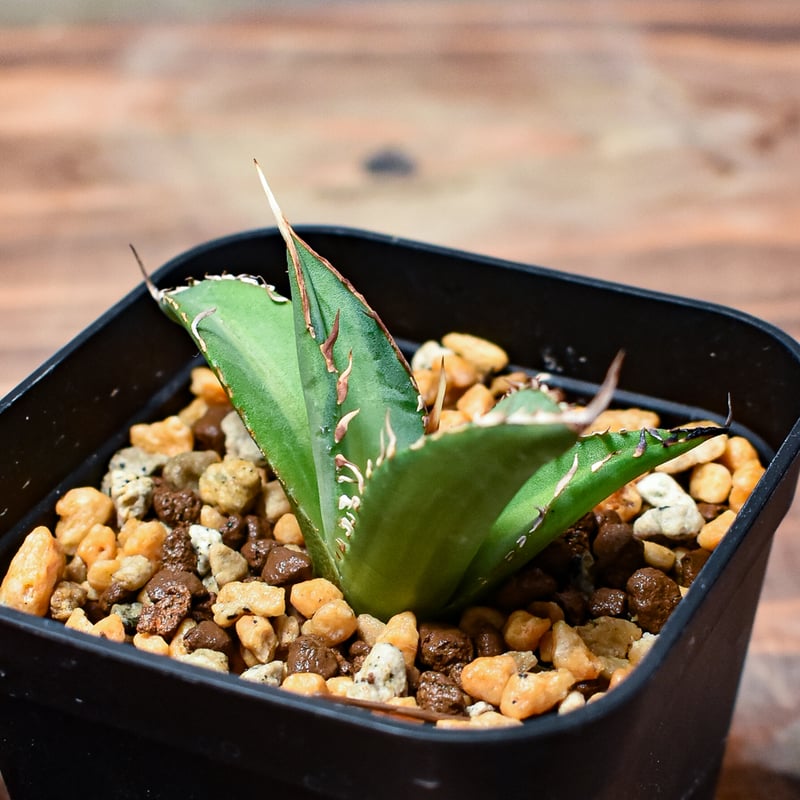 レア株】アガベ チタノタ 