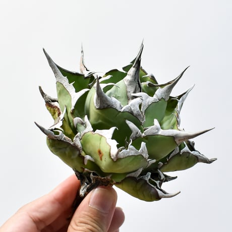 アガベ チタノタ "精品ハデス" / 精品黒帝斯、精品恐竜牙歯 【台湾 dragon agave産/中株/抜き苗】D