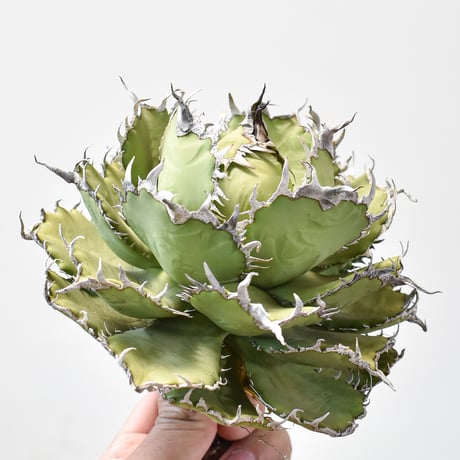 アガベフィリグリーラウンドタイプ中株鉢ごと発送可能