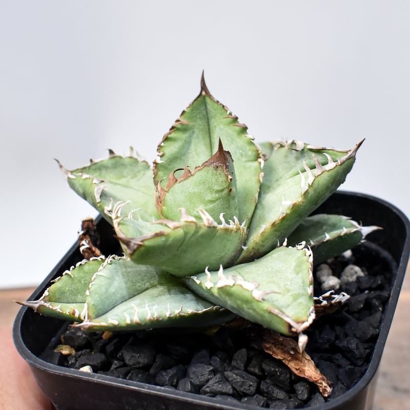 アガベ チタノタ 