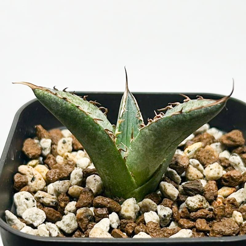 アガベ チタノタ 