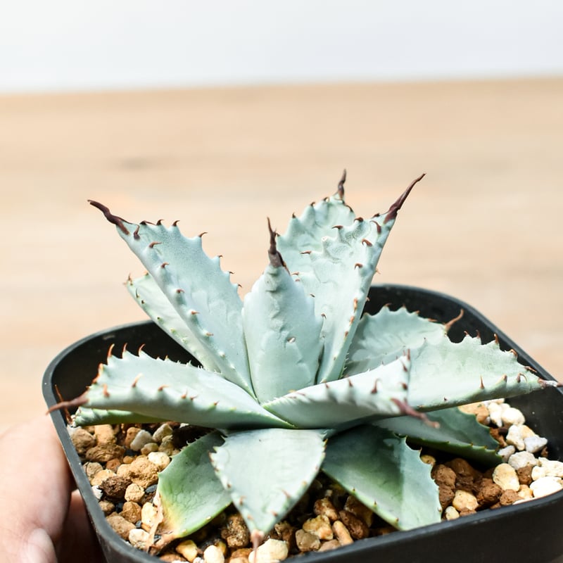 アガベ ハイブリット 雲虎甲蟹×象牙妖炎(モコイシス×陽炎エボリ