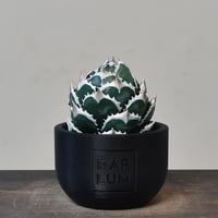 【植物フィギュア】RAFLUM × LOBINDON【Agave Titanota “White Whale】RFLB23004(T)