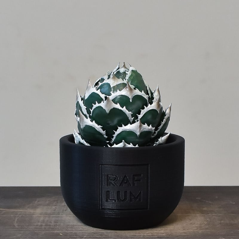植物フィギュア】RAFLUM × LOBINDON【Agave Titanota “Whit