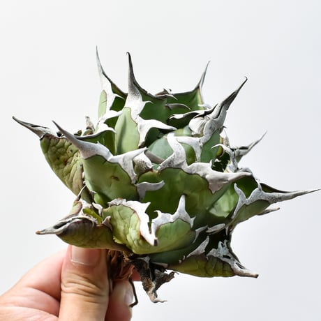 アガベ ハデス JOURNAL STANDARD FURNITURE 黒鉢付き 2025年最新】Yahoo!オークション -アガベ チタノタ ハデスの中古