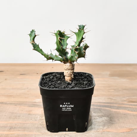 ユーフォルビアクラビゲラ | STORES