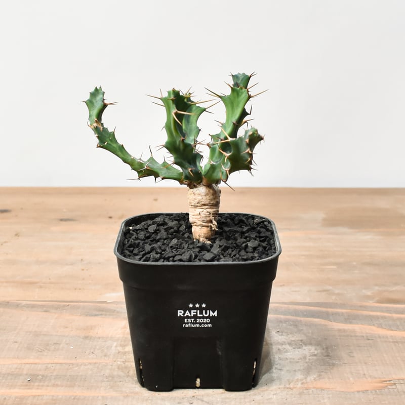 ユーフォルビア クラビゲラ 【実生】 RFHK25011504 | RAFLUM / ラフラ