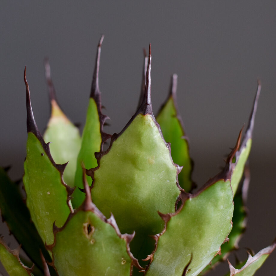 アガベ ホリダ➁ 特選選抜 アガベ ホリダ 実生選抜 強棘 特選