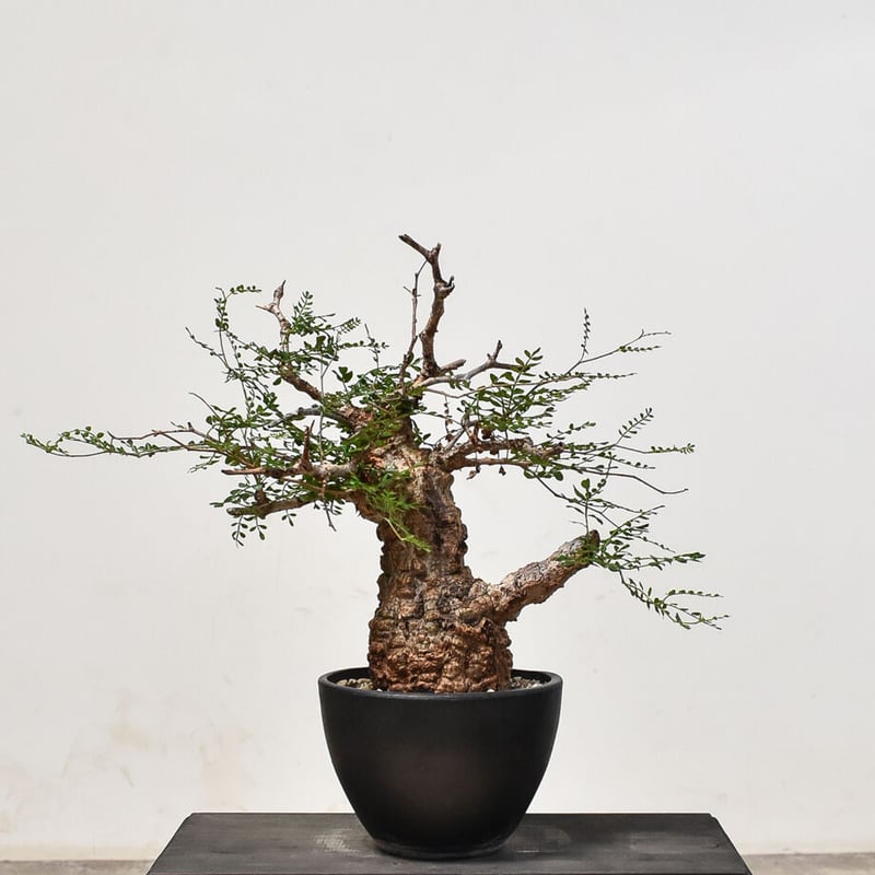 インボイス発行可 オペルクリカリア パキプス ボコ肌 発根済み 三州みやび鉢 インボイス発行可 オペルクリカリア パキプス ボコ肌 発根済み 三州みやび