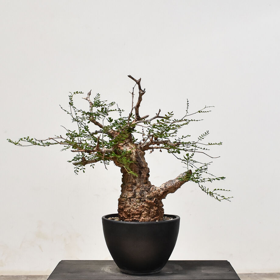 オペルクリカリア パキプス 発根済み 大株 オペルクリカリア パキプス