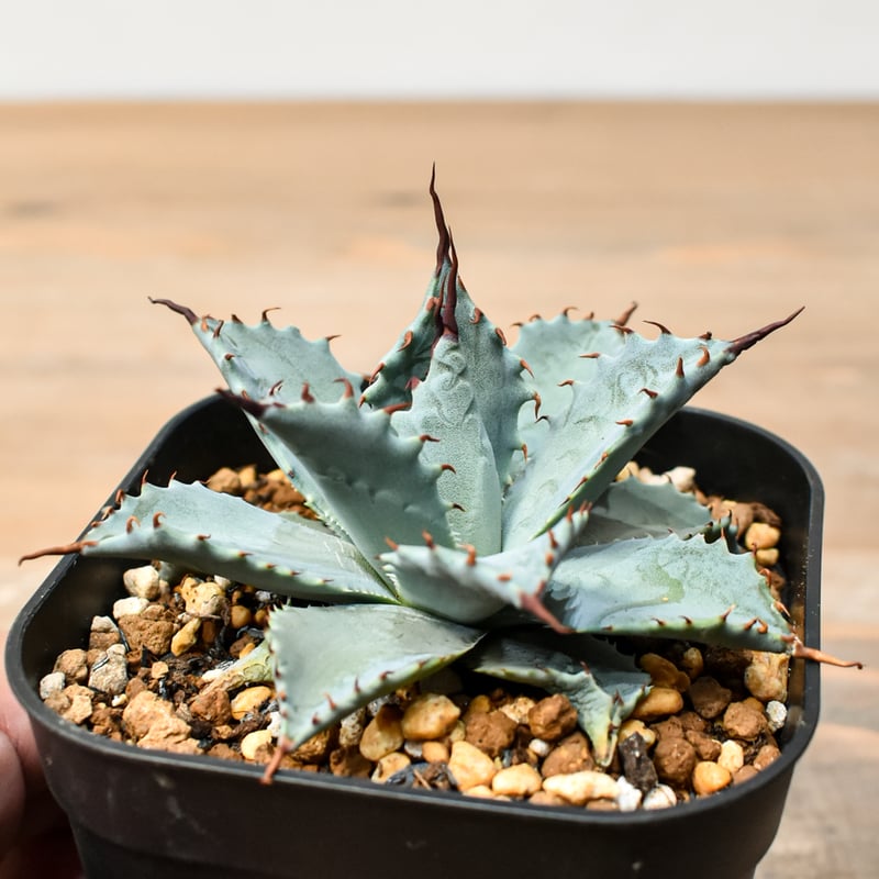 アガベ ハイブリット 日系イシスメンシス×象牙妖炎（陽炎エボリ