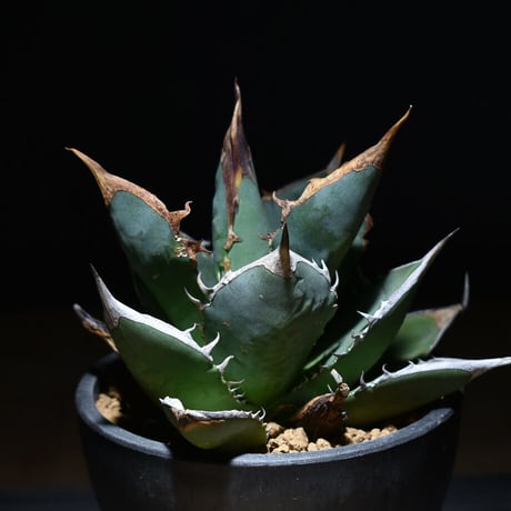 CATEGORY チタノタ タワーオブバベル | RAFLUM / ラフラム｜東京、大阪