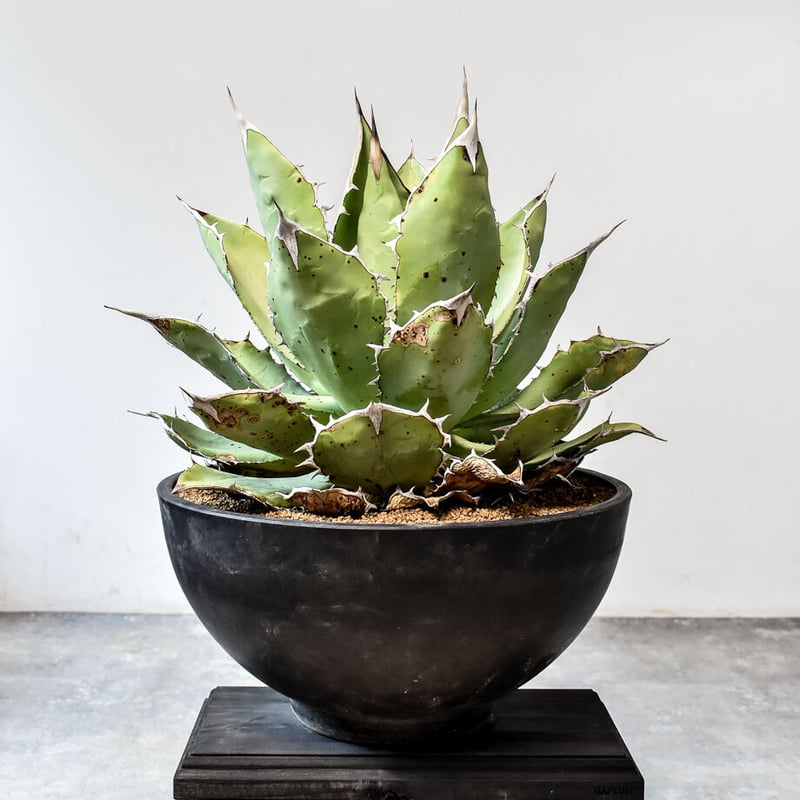 アガベ　チタノタ現地球　子株 agave titanota / アガベ チタノタ 【子株】【観葉植物】【多肉