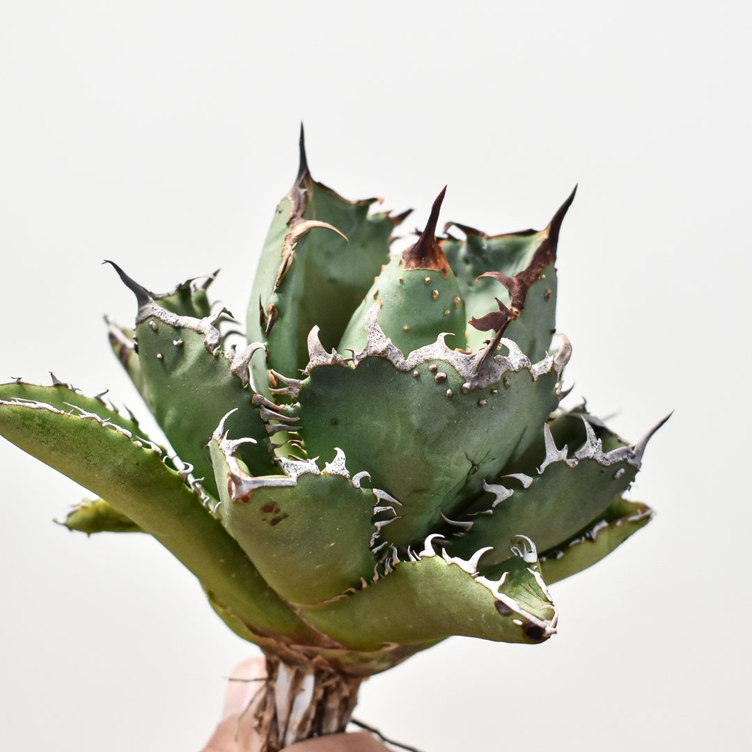 アガベ チタノタ 