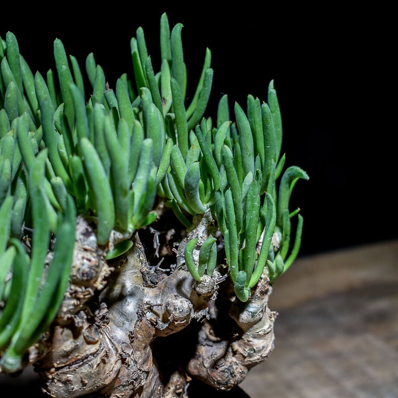 チレコドン レティキュラーツス 