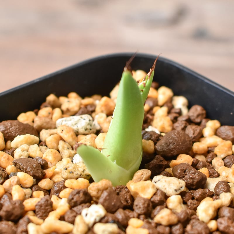 【選抜】オテロイ アイスクリーム ノーネーム 子株 アガベ チタノタ 選抜】オテロイ アイスクリーム ノーネーム 子株 アガベ