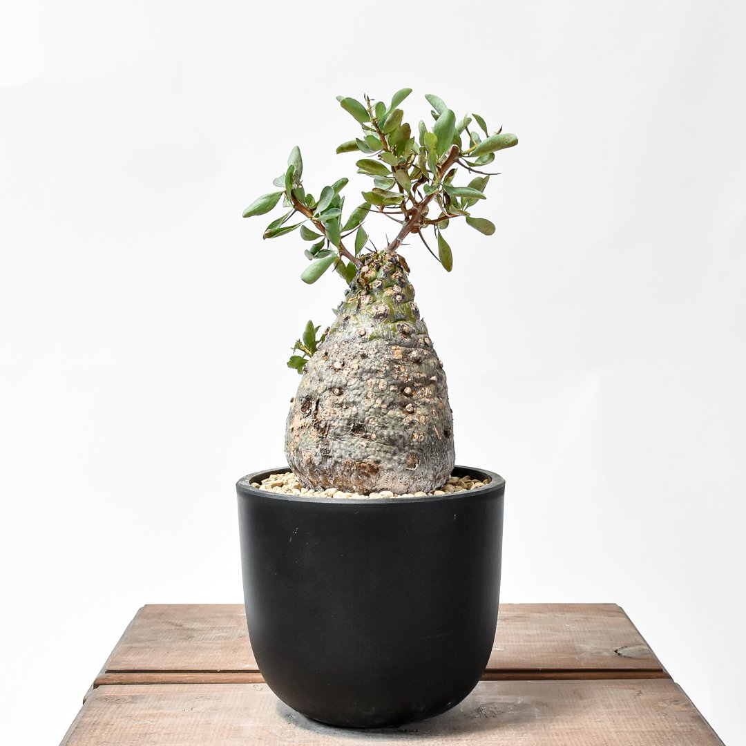 大株 フォークイエリア コルムナリス 観峰玉 フォークイエリア コルムナリス 観峰玉 | STELLA.PLANTS