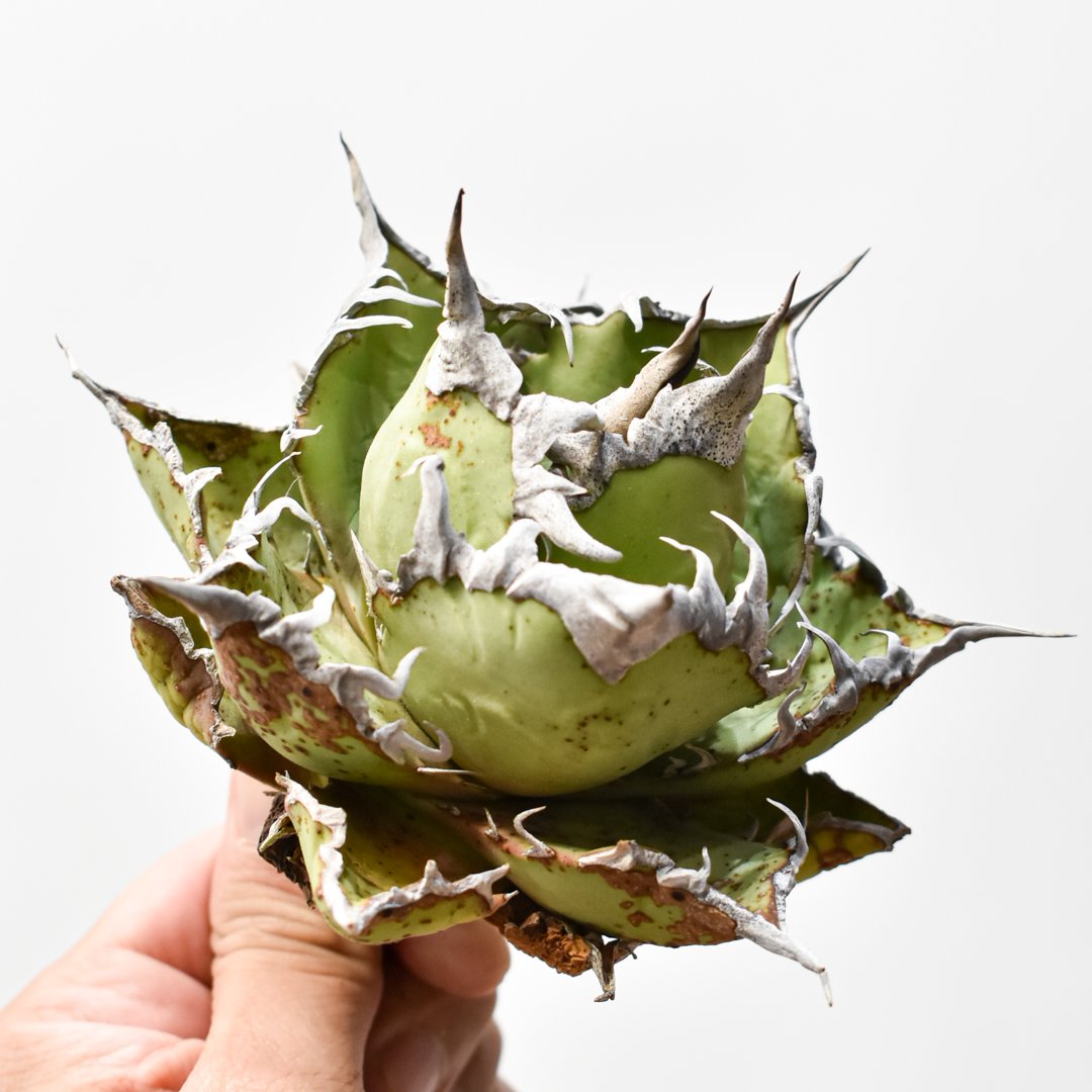 アガベ チタノタ 精品老シーザー / 精品老凱撒 【台湾 dragon agave産