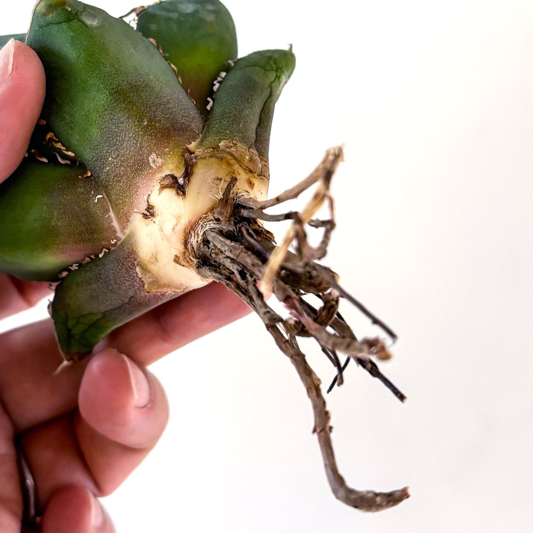 ⬛︎鬼のツノ　オーダーページ⬛︎ 鹿乃つの (@shikano_tsuno__) • Instagram photos and videos