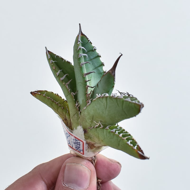 アガベ チタノタ 