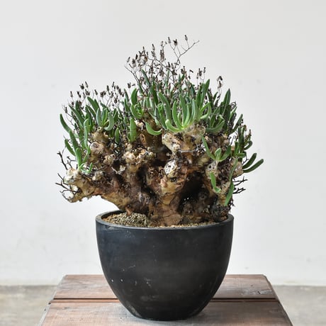 【美形】万物想　塊根幅20センチ超 CATEGORY 万物想（チレコドン・レティキュラーツス） | RAFLUM