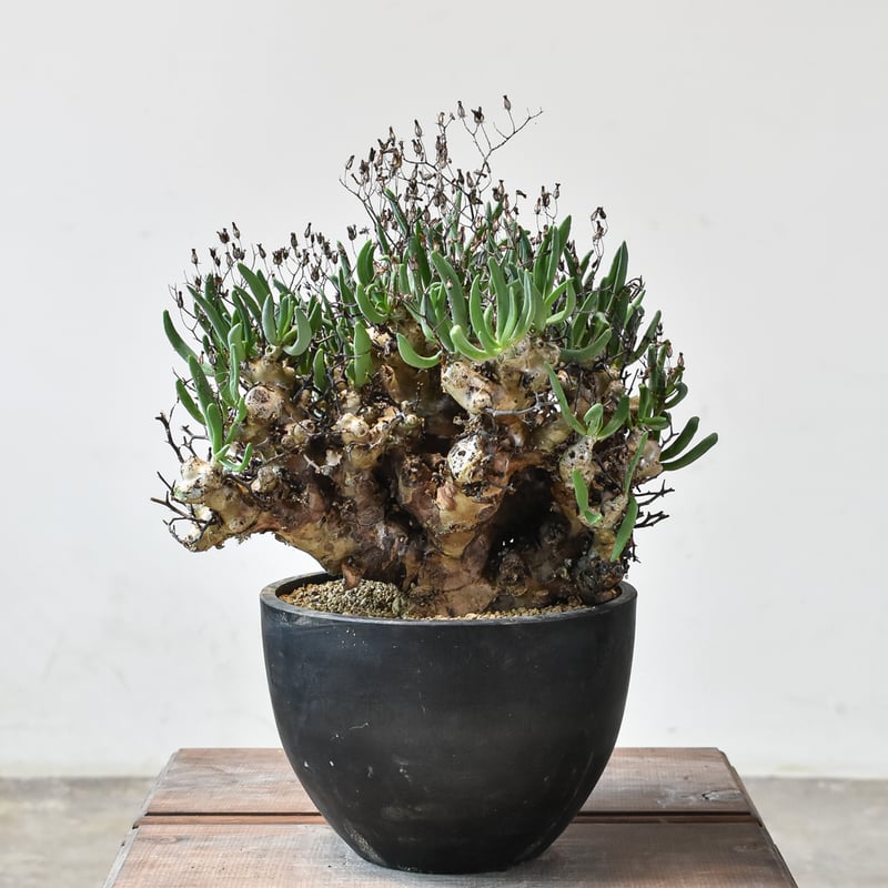 万物想　チレコドン レティキュラーツス チレコドン レティキュラーツス 万物想 - 観葉植物・生花