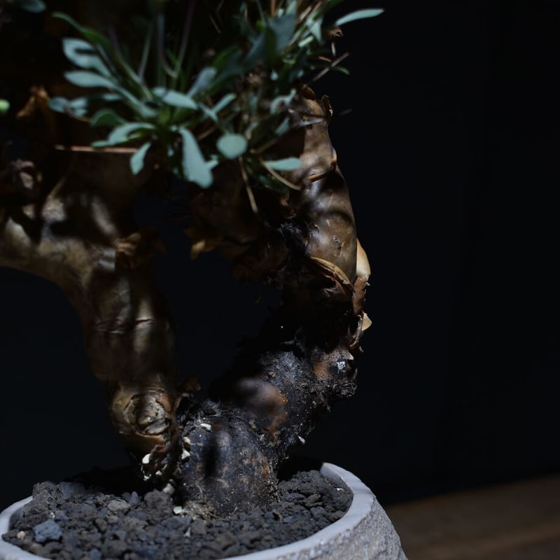 【コレクション株】オトンナ☆ユーフォルビオイデス　黒鬼城A オトンナ ユーフォルビオイデス 