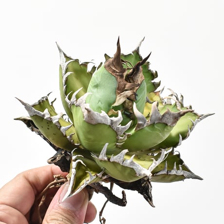 アガベ チタノタ "精品レッドキャットウィーズル" / 精品赤猫 , 精品紅猫  【台湾 dragon agave産/中株/抜き苗】577 DGC2411068