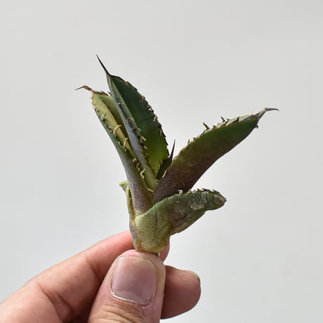 アガべ チタノタ  "大鋼牙" 【台湾 dragon agave産/抜き苗販売/子株】DGC2408128