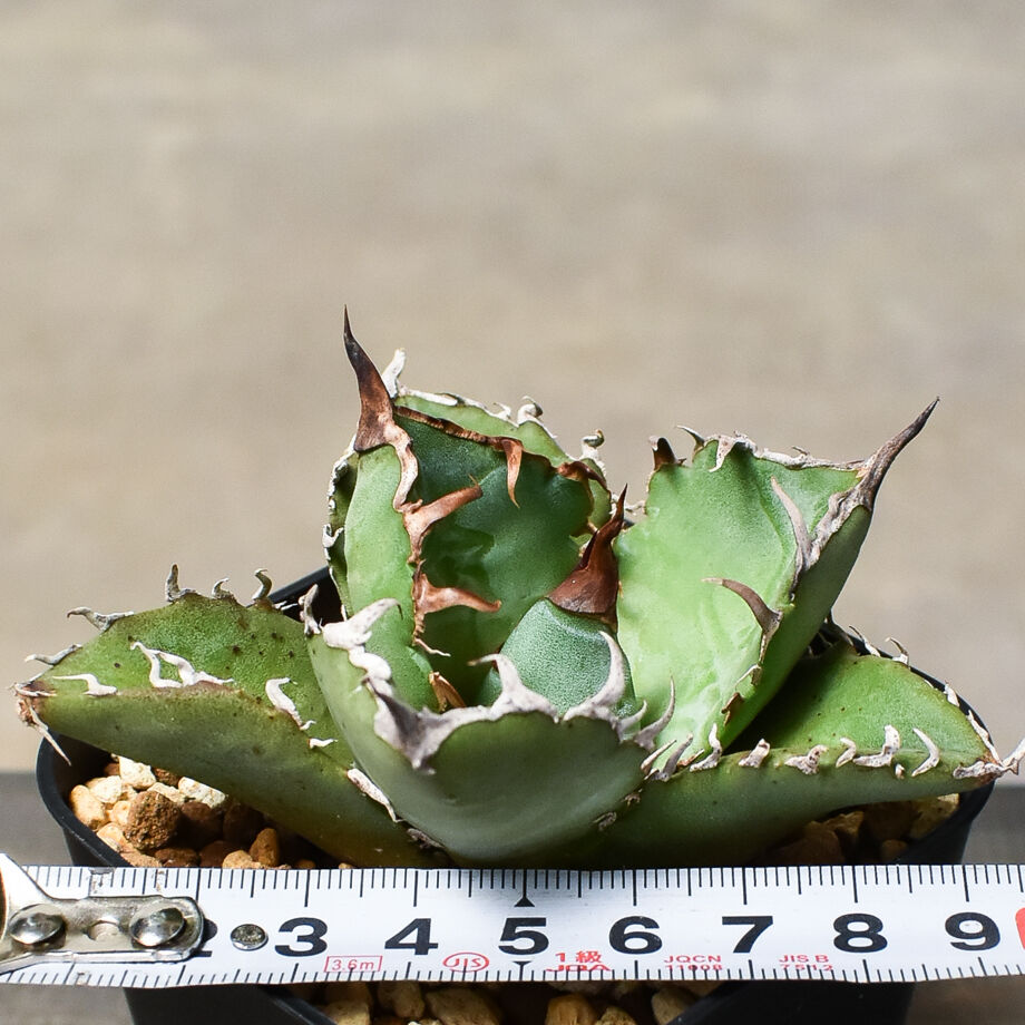 アガベ チタノタ 狂刺夕映 agave titanota 1 - 観葉植物