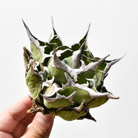 チタノタハデス | STORES