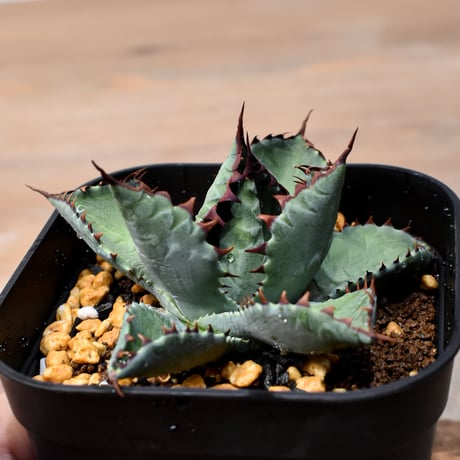 アガベ ハイブリット （パラサナ、イシスメンシス）×曙光【台湾botanical_seeker産】B