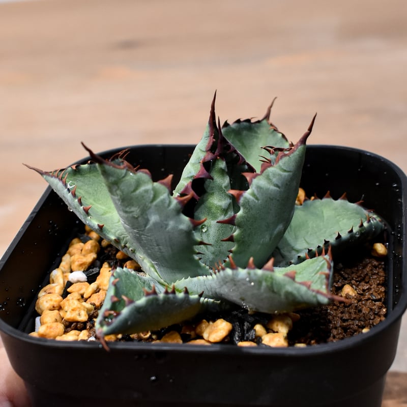 アガベ ハイブリット （パラサナ、イシスメンシス）×曙光【台湾