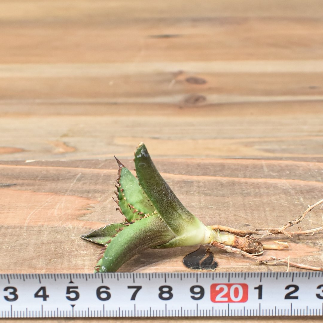 【タグ付き】アガベ　チタノタ　キングアーサー　子株 アガベ チタノタ DENNIS040 