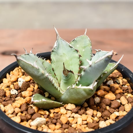 アガベ チタノタ  フェニックス "鳳凰"【発根済み/子株】C RF240004