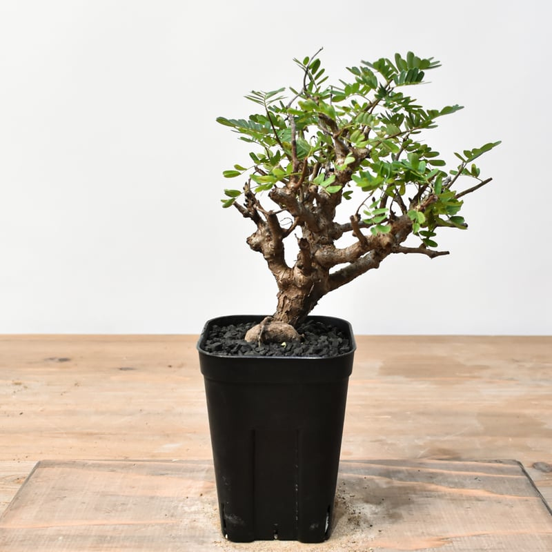 センナ メリディオナリス RFHK25011488 | RAFLUM / ラフラム｜東京、